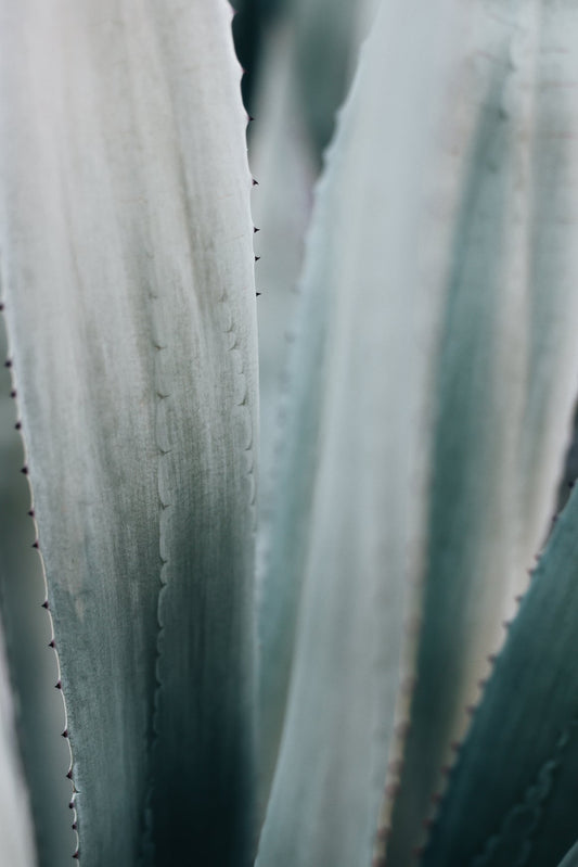 Pastel Green Leaf Poster No2