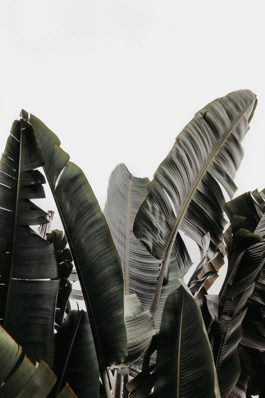 Banana Leaves Wall Art Poster