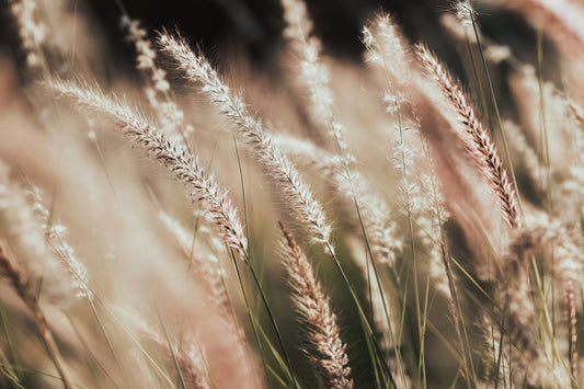 Pampas Grass Wall Art