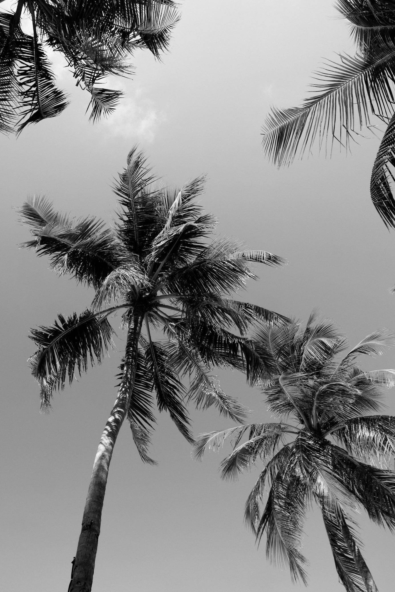 Under The Palm Trees