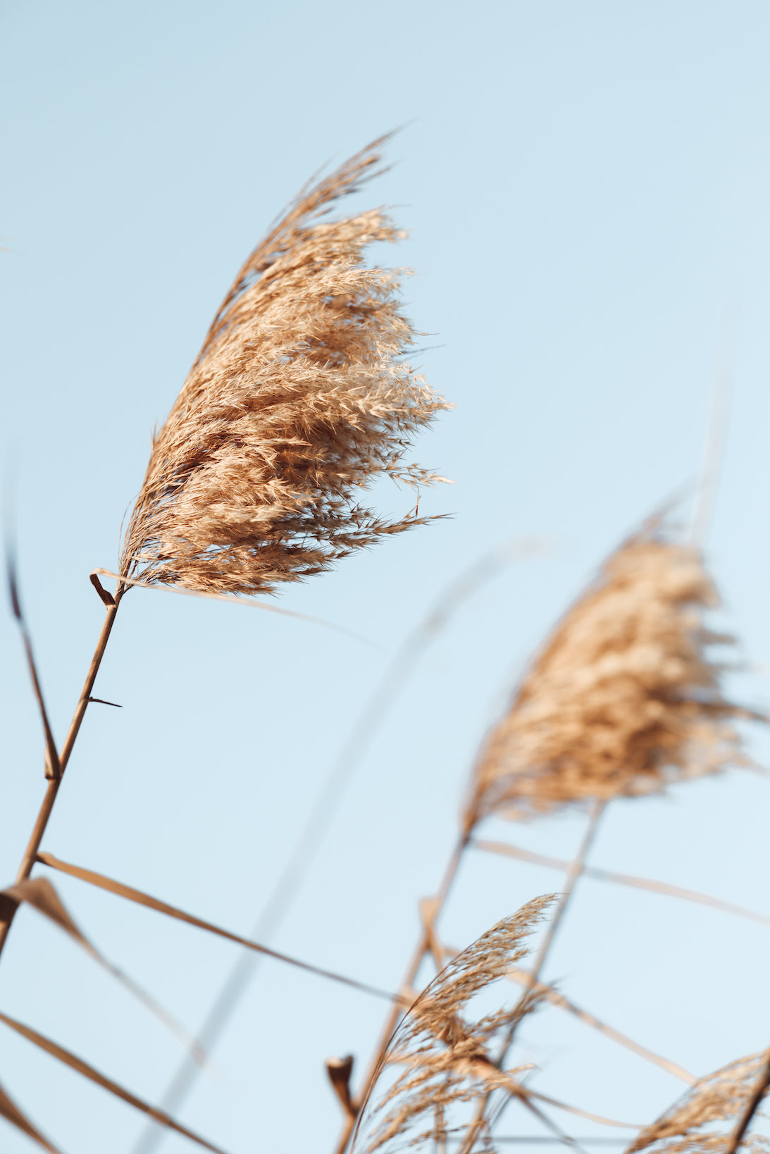 Pampas Grass On The Beach