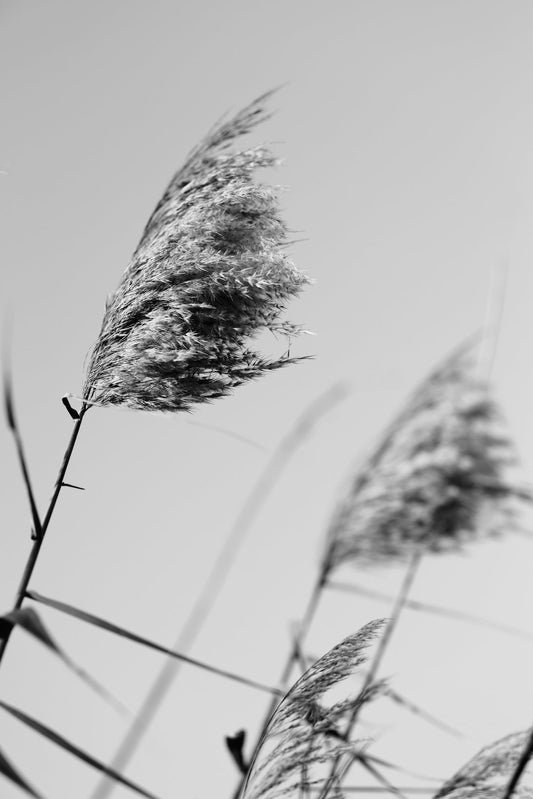 Pampas Grass On The Beach In Black And White