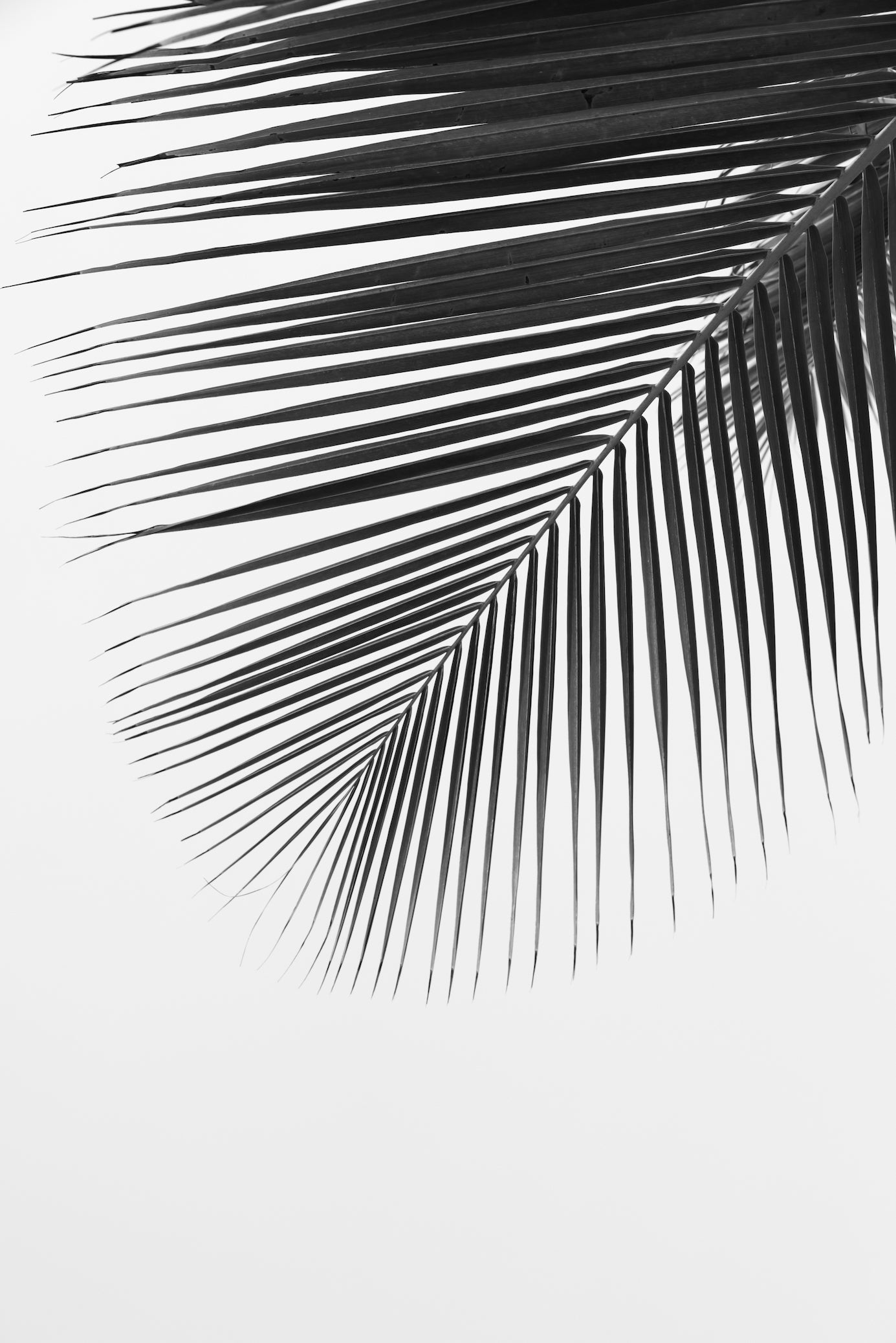 Palm Leaf Wall Art