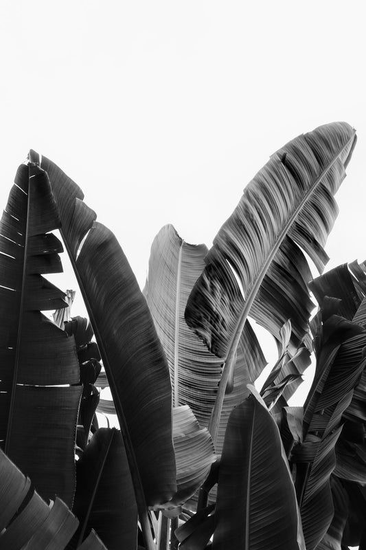 Black and white banana leaves print.
